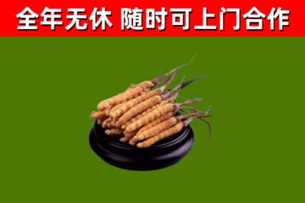 黄石港区回收冬虫夏草
