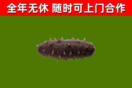 黄石港区回收海参干